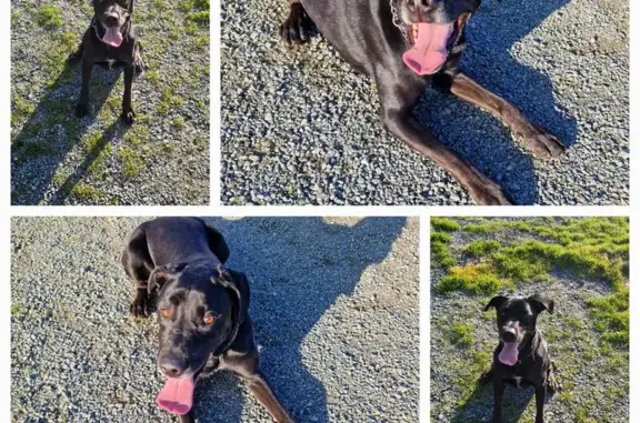 Chien perdu La Chaize-le-Vicomte, photo : Labrador-Beauceron perdu, La Chaize-le-Vicomte