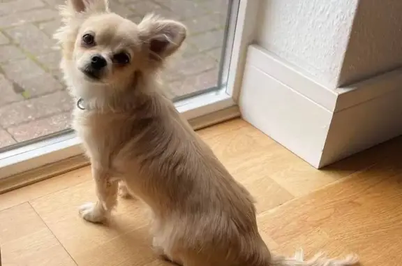 Missing Chihuahua Teddy - Help Us Find Him!