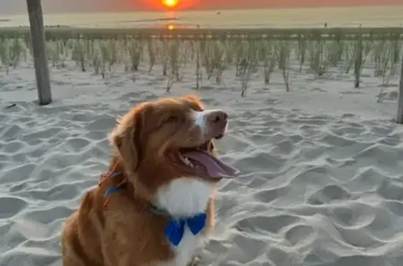 Chien perdu , photo : Chien roux perdu à Faches-Thumesnil