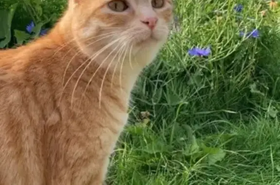 Animaux perdus Marquise, photo: Chatte rousse perdue à Marquise secteur Capoolco