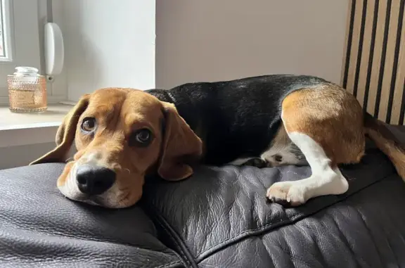 Chien perdu , photo : Beagle Dougby perdu à Vézelois