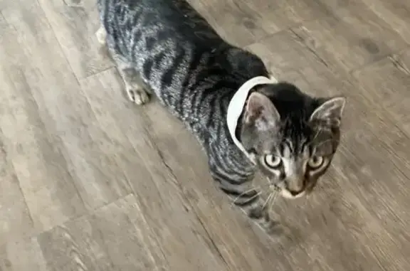 Petit chat sociable trouvé à Armentières - photo