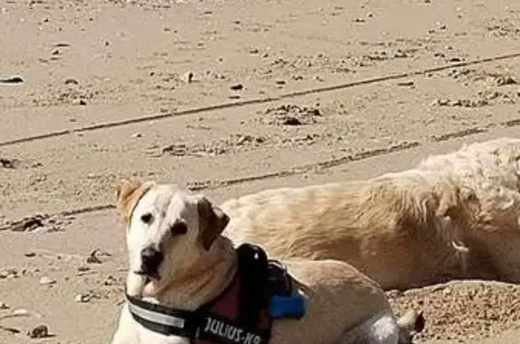 Chien perdu Azay-sur-Cher, photo : Labrador beige Loulou perdu à Azay-sur-Cher