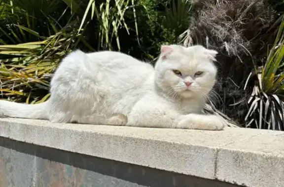 ¡URGENTE! Gato Blanco Perdido en Rosselló