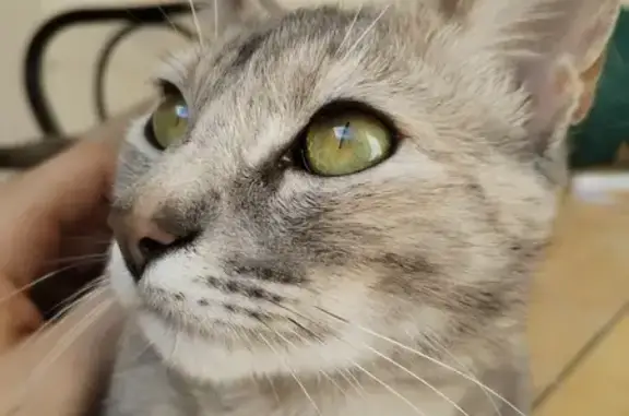 Animaux perdus Toulouse, photo: Chatte tigrée sable perdue à Toulouse