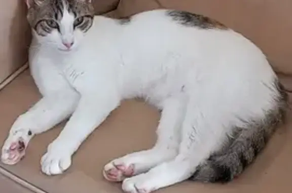 Petite chatte blanche perdue à Pulnoy - photo