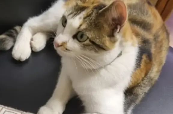 Missing Calico Cat: Daisy on Romneya Rd