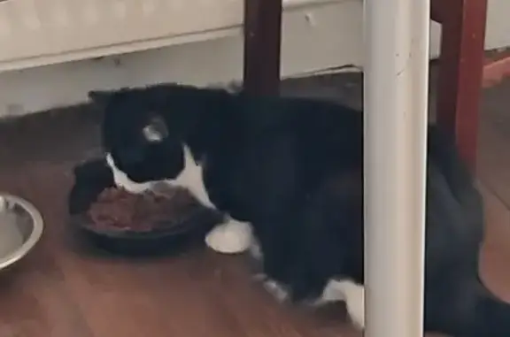 Chat sociable perdu, répond à Sushi, Elbeuf - photo