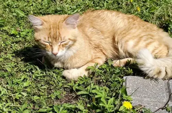 Chat mâle roux trouvé à Saint-Étienne - photo