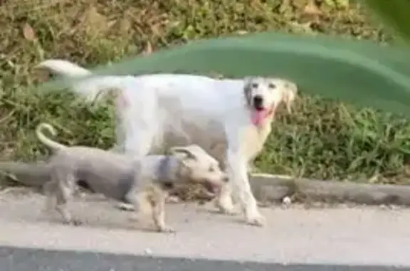 Animaux perdus Razac-sur-l'Isle, photo: Setter anglais femelle blanche perdue à Razac