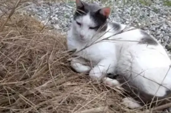 Chat blanc/gris perdu à Tosse, Nouvelle-Aquitaine - photo