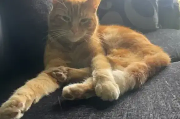 Missing Ginger Tabby Male - Rustington