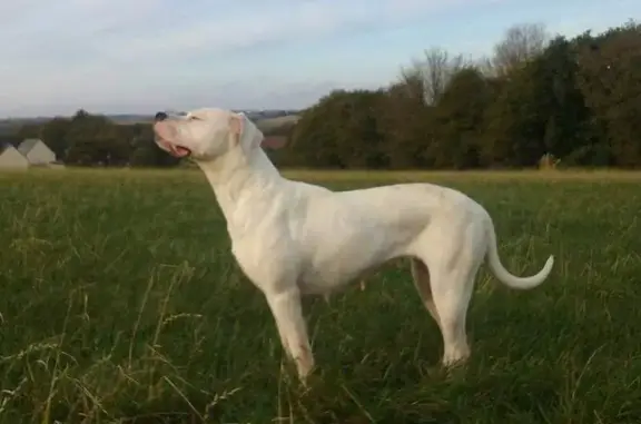 Animaux perdus , photo: Chien disparu : Dogue argentin blanc, 13 ans