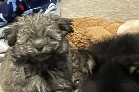 Lost 4-Month Shih Tzu Poodle - Teddy in Detroit