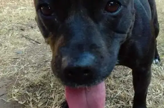 Missing Female Staffie in Renosterkop AH