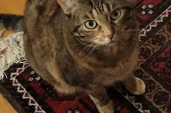 Animaux perdus Nantes, photo: Chatte Européenne 5 ans perdue à Nantes