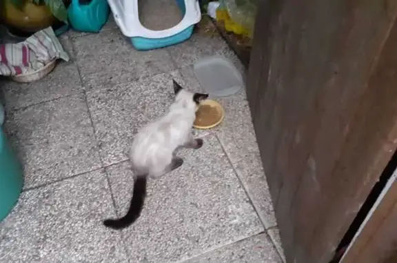 Chat européen trouvé, remis au refuge SPA Bayonne - photo