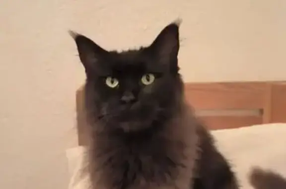 Chat perdu, , photo: Chat Maine Coon noire perdue, Rue Marc de Saint-Amant