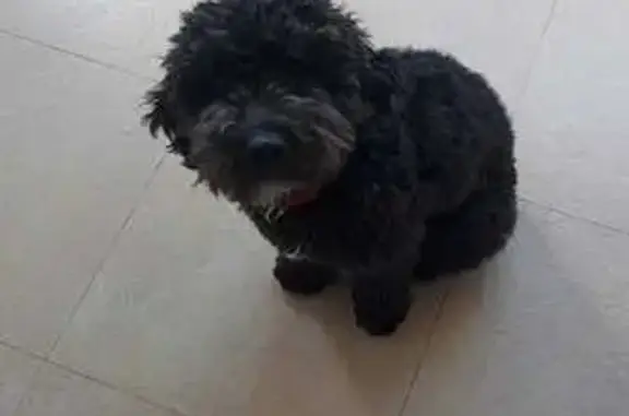 ¡Ayuda! Caniche Negro Perdido en Móstoles