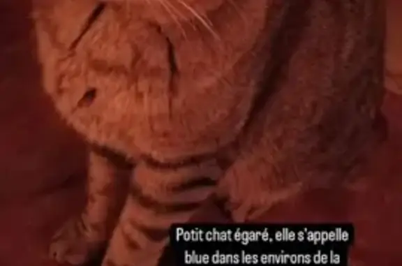 Animaux perdus Nevers, photo: Chatte peureuse disparue, Route des Saulaies