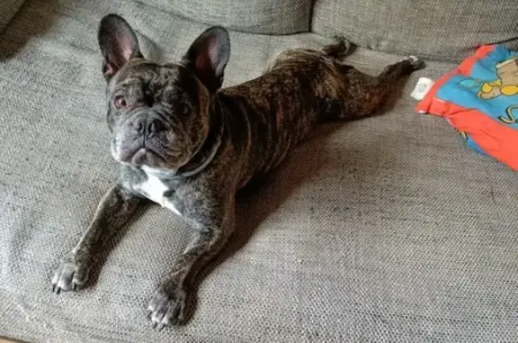 Chien perdu, collier gris, Marly, Grand Est - photo