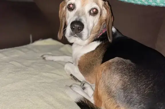Lost Beagle: Millie, Deaf, Friendly - Columbus