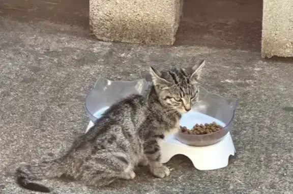 Chat trouvé Saint-Rémy, photo: Chaton tigré apeuré trouvé à Saint-Rémy