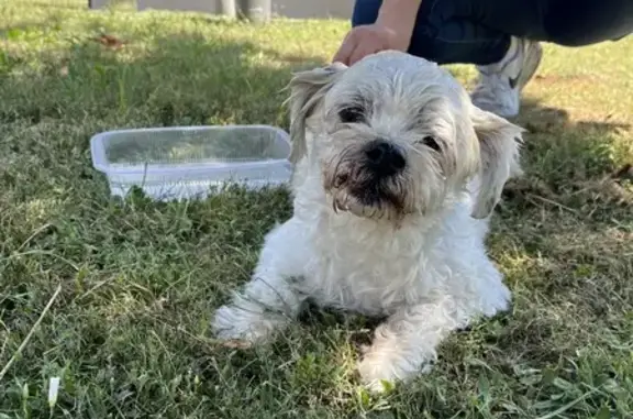 Chien trouvé, mâle 15 ans, pucé, refuge demain - photo