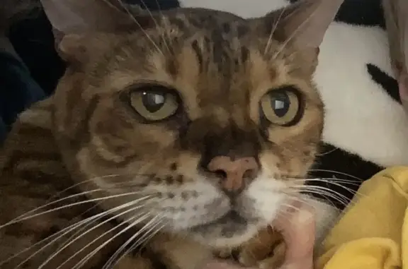 Lost Bengal Cat: Brown, Spotted, Yellow Eyes