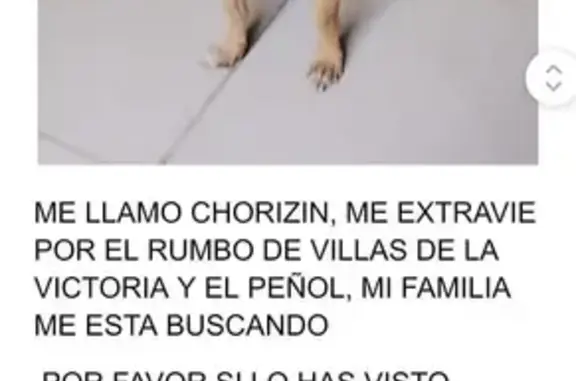 ¡Perro Chihuahua Perdido en San Luis Potosí!