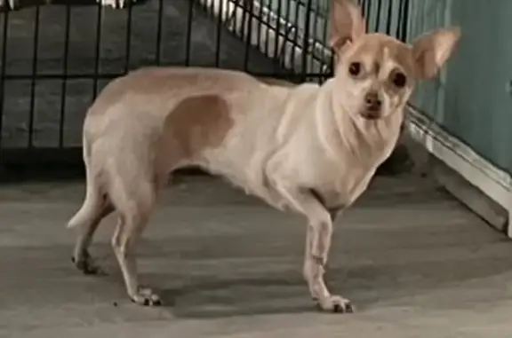 Lost Chihuahua: Tan & Brown, Rash on Back - Griffith