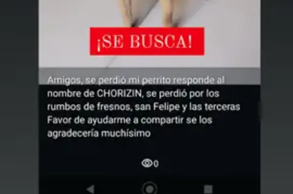 ¡Perro Chihuahua Perdido en San Luis Potosí!