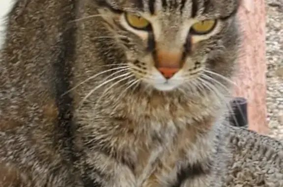 Chat perdu, Tourves, photo: Chat perdu : mâle tigré marron, 7 ans, Tourves