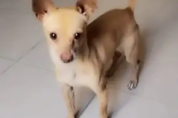 ¡Perro Chihuahua Perdido en San Luis Potosí!