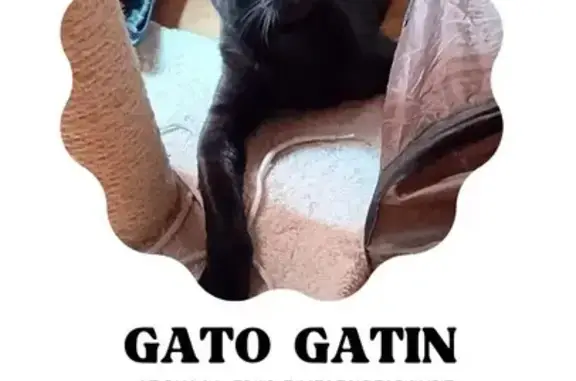 ¡Urgente! Gato Joven Negro Perdido en Santander