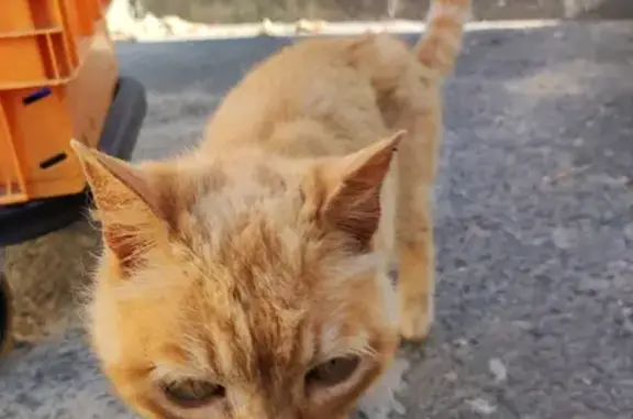 Chat sociable amaigri trouvé près de la Poste - photo