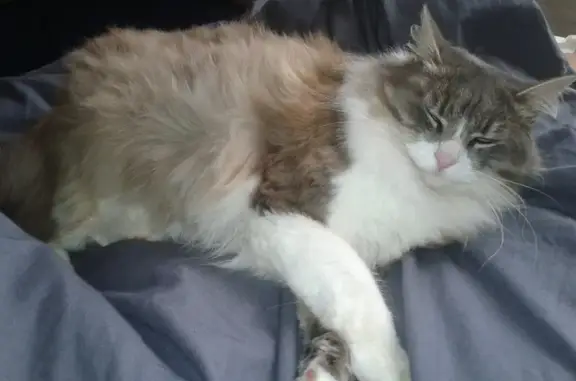 Chat perdu, , photo: Chatte perdue, 12 ans, Saphir, Le Passage