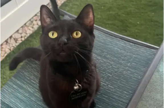 Missing Tuxedo Cat Luna in Surprise, AZ