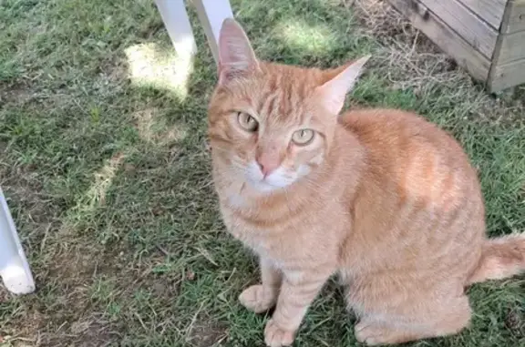 Chat roux mâle castré trouvé, non identifié - photo