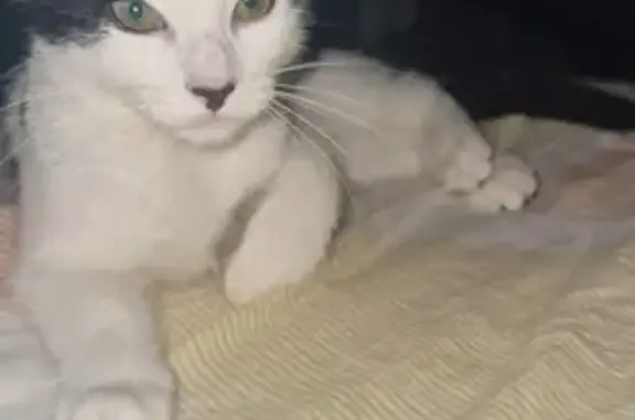 Animaux trouvés Lille, photo: Chatte noire et blanche trouvée à Lille