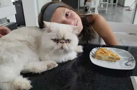 Chat perdu, Tourrettes-sur-Loup, photo: Chat persan blanc-crème perdu à Tourrettes