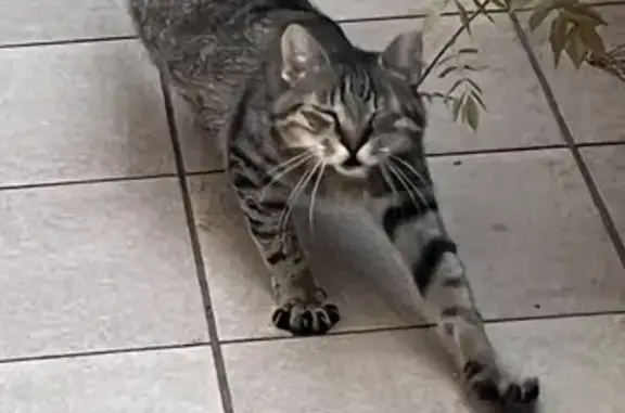Chat âgé trouvé, très câlin, castré à Antibes - photo