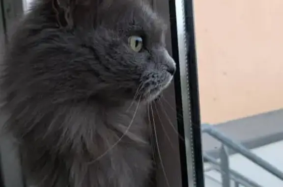 Animaux perdus La Roche-sur-Yon, photo: Chatte grise aux yeux verts disparue à La Roche