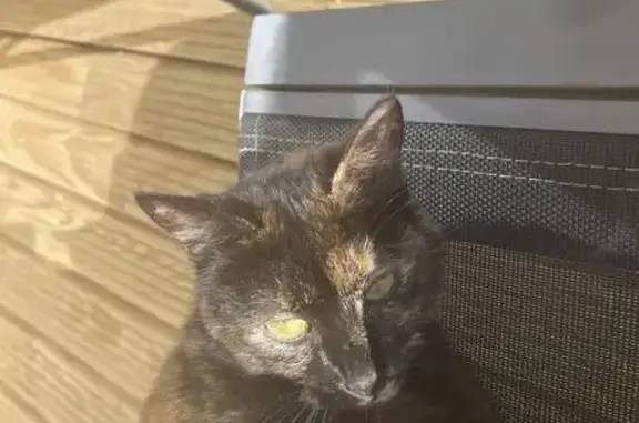 Chatte écaille disparue à Mouzillon - photo