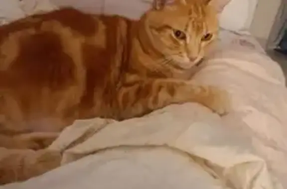 Chat perdu, Hurigny, photo: Chat roux européen perdu à Hurigny