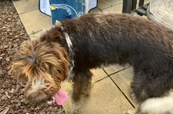 Grande chienne marron trouvée à Bompas - photo