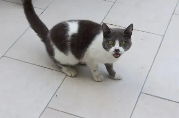 Chat gris et blanc trouvé à Villeparisis - photo