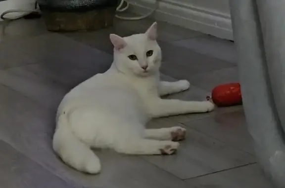 Missing White Male Cat: Milky, 11 Months Old