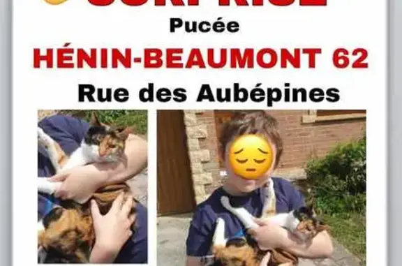 Animaux perdus Hénin-Beaumont, photo: Chat perdu, stérilisé et pucé à Hénin-Beaumont