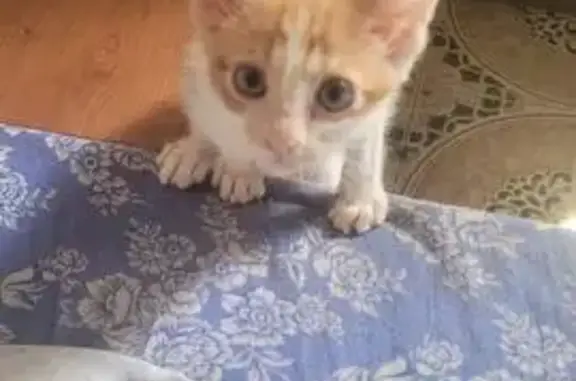 Gatito de 3 Meses Rescatado en San Roque